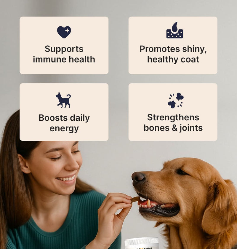 Dog Joint & Multivitamin Chews β Glucosamine, MSM + Daily Vitamins (90 Soft Chews)
