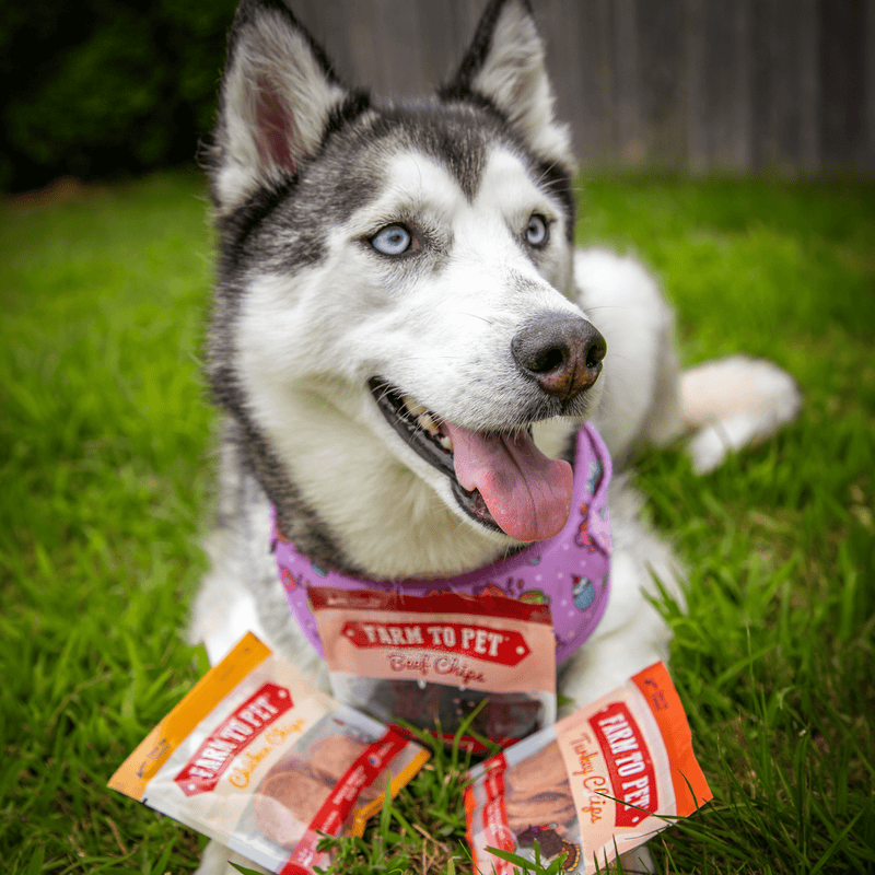 Snack Pack Dog Treat Sampler