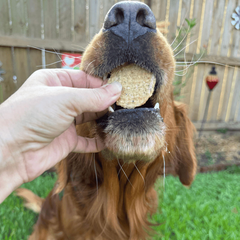 Fish Chips Snack Pack Bundles | Dog Treats for Training & Travel